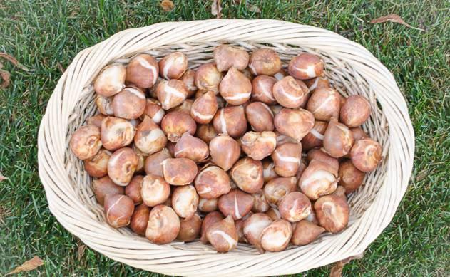 郁金香球茎怎么种，郁金香开花后种球怎么养（郁金香种球怎么种）