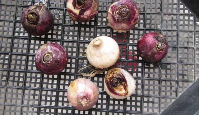 郁金香球茎怎么种，郁金香开花后种球怎么养（郁金香种球怎么种）