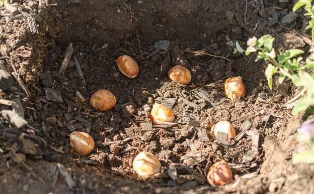 郁金香球茎怎么种，郁金香开花后种球怎么养（郁金香种球怎么种）