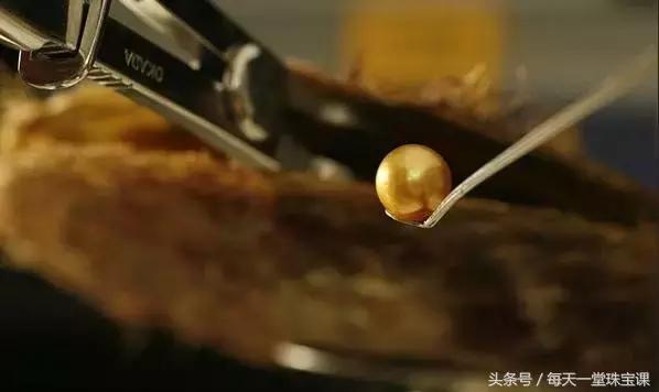 为什么金珍珠价格差异很大，此种珍珠的价格是黄金的10倍