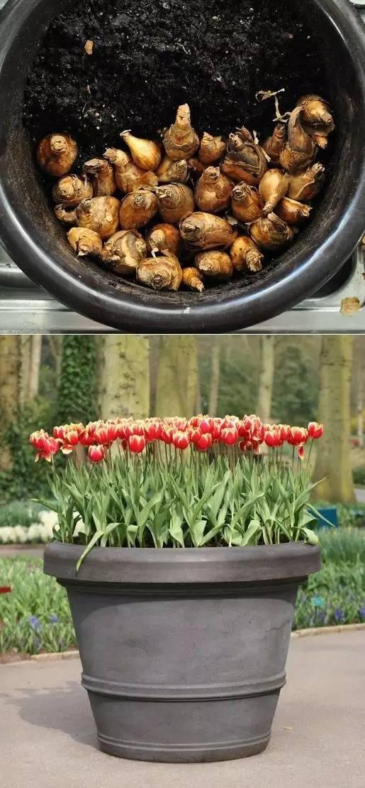 郁金香球茎怎么种，郁金香开花后种球怎么养（郁金香种球怎么种）