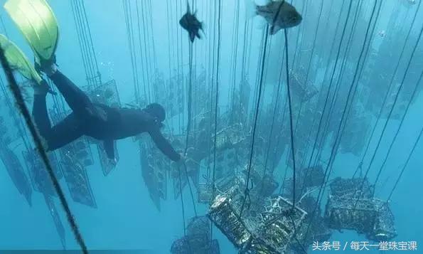 为什么金珍珠价格差异很大，此种珍珠的价格是黄金的10倍