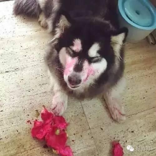 小狗能吃火龙果吗，幼狗可以吃火龙果不