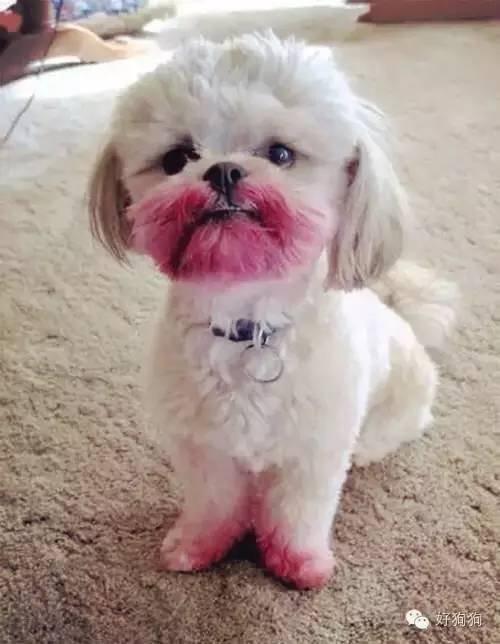 小狗能吃火龙果吗，幼狗可以吃火龙果不