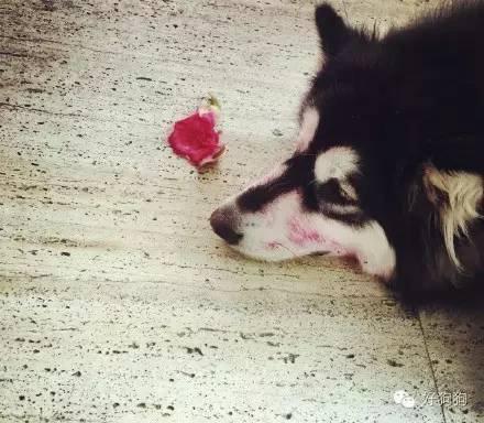 小狗能吃火龙果吗，幼狗可以吃火龙果不