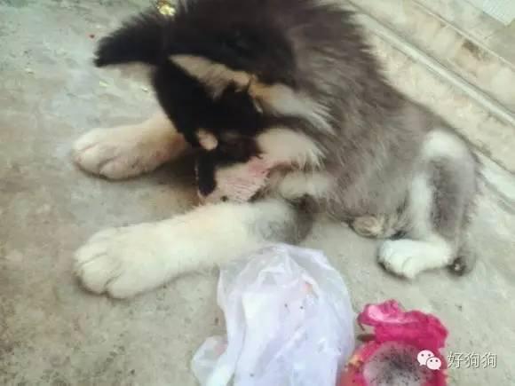 小狗能吃火龙果吗，幼狗可以吃火龙果不