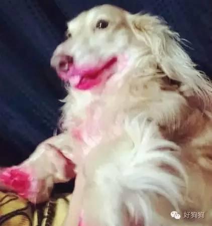 小狗能吃火龙果吗，幼狗可以吃火龙果不