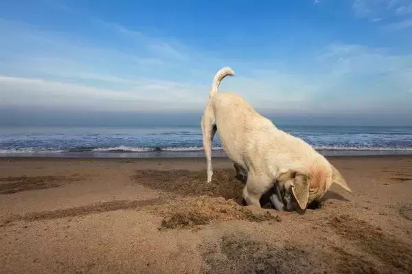 狗狗为什么要用爪子挖地，狗狗要当妈妈啦，你准备好了吗