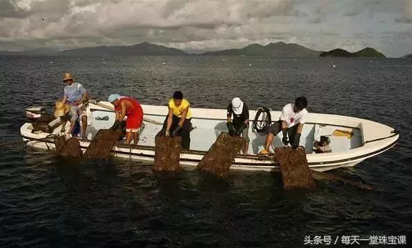 为什么金珍珠价格差异很大，此种珍珠的价格是黄金的10倍