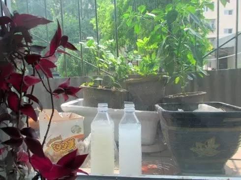 淘米水怎么发酵，用淘米水制作肥料的正确做法（十年老花匠教你学会让淘米水快速发酵的方法）