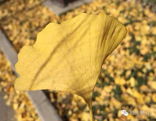 糖尿病足病例分析(糖尿病足病历书写范文)