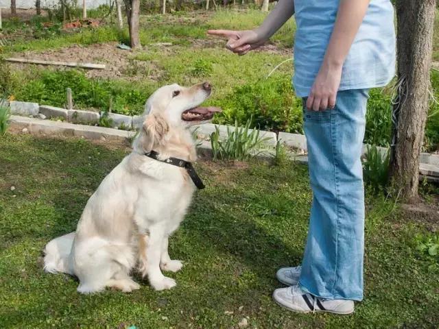 狗狗为什么要用爪子挖地，狗狗要当妈妈啦，你准备好了吗