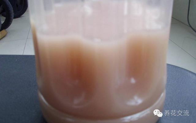 淘米水怎么发酵，用淘米水制作肥料的正确做法（十年老花匠教你学会让淘米水快速发酵的方法）