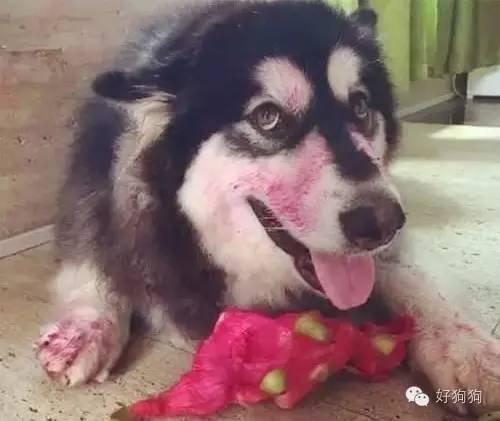 小狗能吃火龙果吗，幼狗可以吃火龙果不