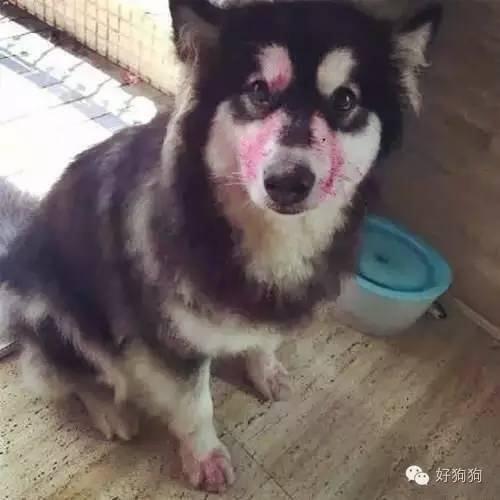 小狗能吃火龙果吗，幼狗可以吃火龙果不