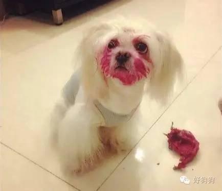 小狗能吃火龙果吗，幼狗可以吃火龙果不