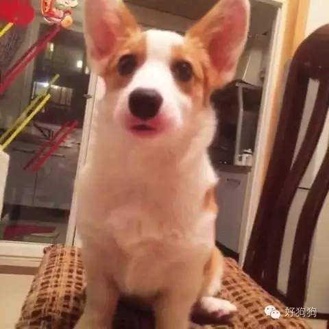 小狗能吃火龙果吗，幼狗可以吃火龙果不