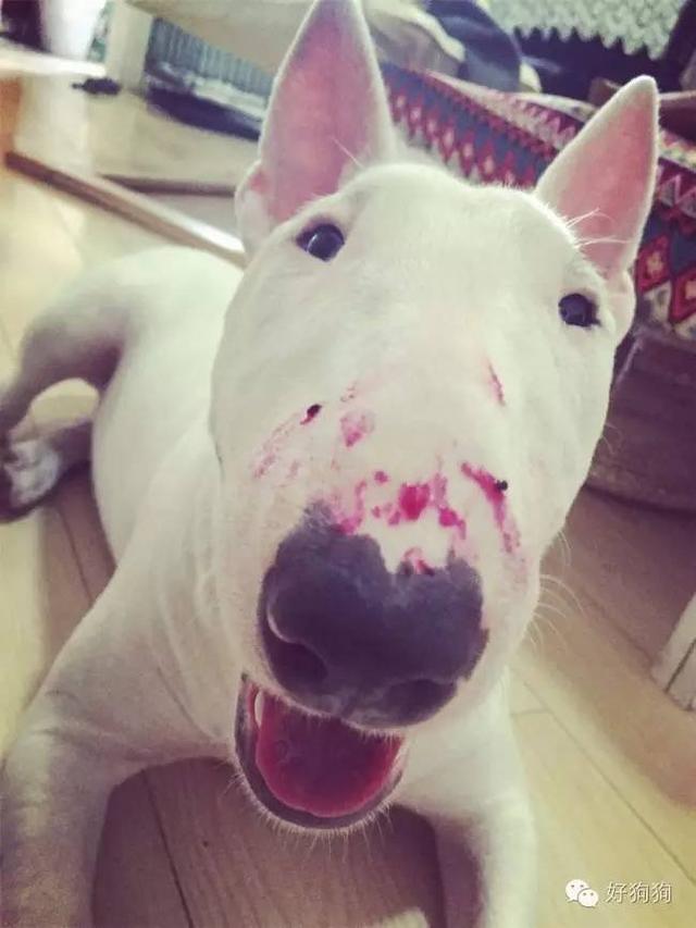 小狗能吃火龙果吗，幼狗可以吃火龙果不