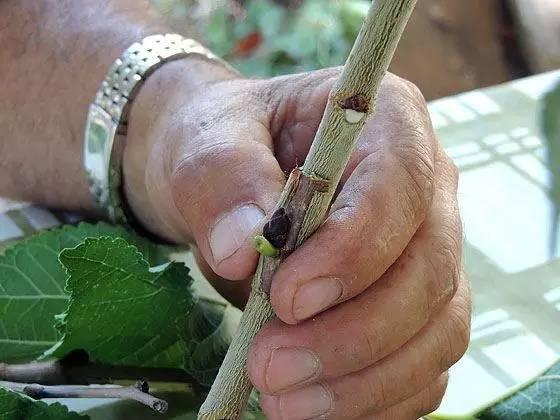 果树嫁接的方法和步骤，果树苗木嫁接步骤有哪些