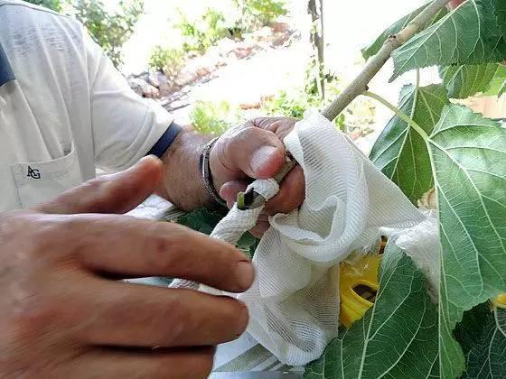 果树嫁接的方法和步骤，果树苗木嫁接步骤有哪些