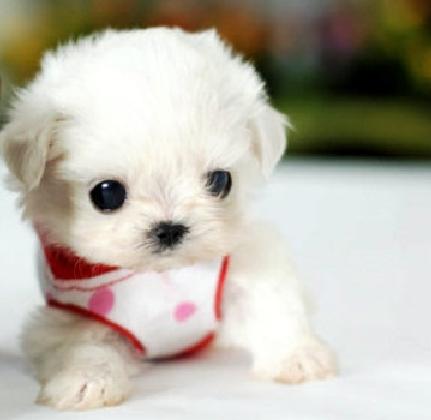 茶杯犬你看它很萌其实是一场杯具，萌宠百科-茶杯犬