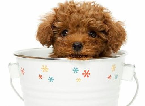 茶杯犬你看它很萌其实是一场杯具，萌宠百科-茶杯犬