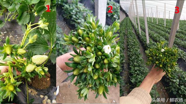 草莓怎么诞生，原来它是这样长大的