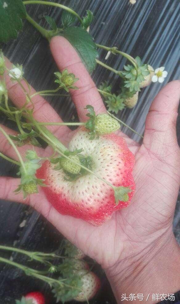草莓怎么诞生，原来它是这样长大的