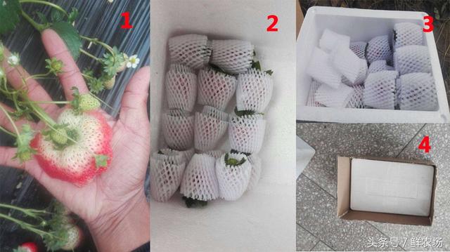 草莓怎么诞生，原来它是这样长大的