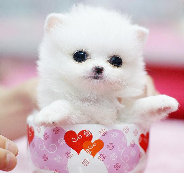 茶杯犬你看它很萌其实是一场杯具，萌宠百科-茶杯犬