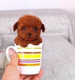 茶杯犬你看它很萌其实是一场杯具，萌宠百科-茶杯犬
