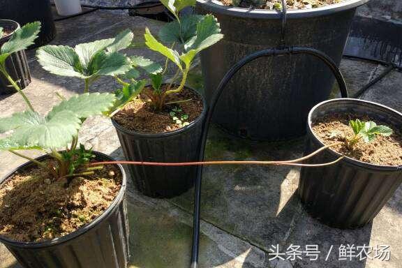 草莓怎么诞生，原来它是这样长大的