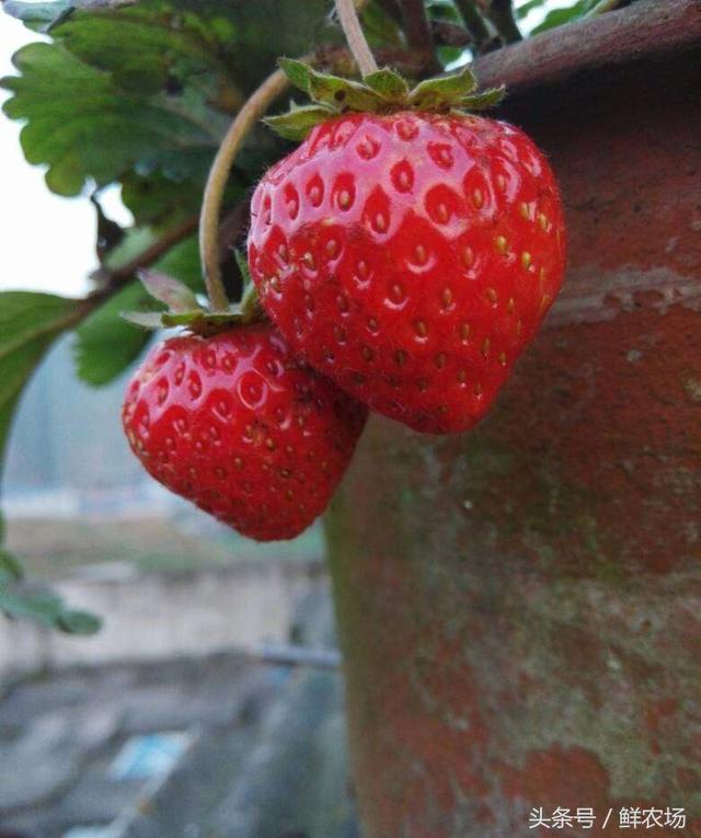 草莓怎么诞生，原来它是这样长大的