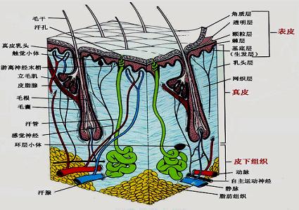 皮肤的四大门神，有几种门神（留1颗水晶兑换“门神”程咬金）