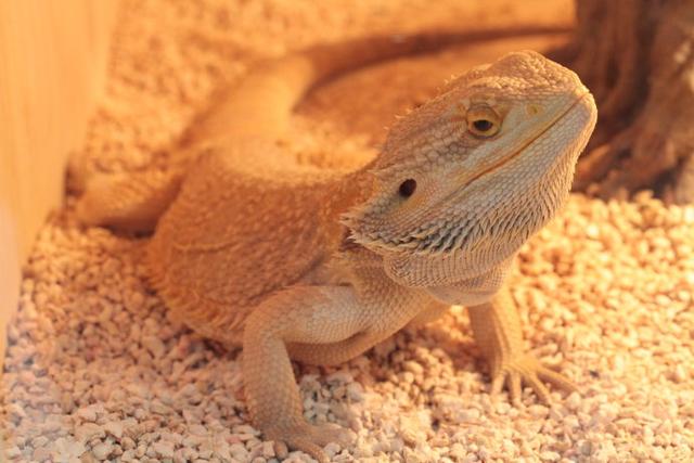 宠物蜥蜴了解一下长得可爱又能吃，最适合作为宠物的蜥蜴