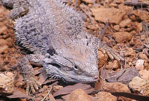 宠物蜥蜴了解一下长得可爱又能吃，最适合作为宠物的蜥蜴