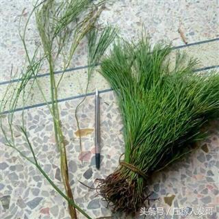 哪些野生食材治疗风湿骨痛，农村常见3物专治风湿骨痛