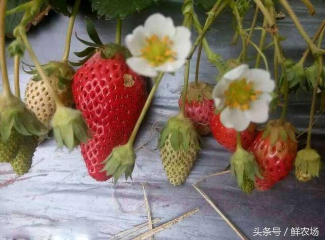 草莓怎么诞生，原来它是这样长大的