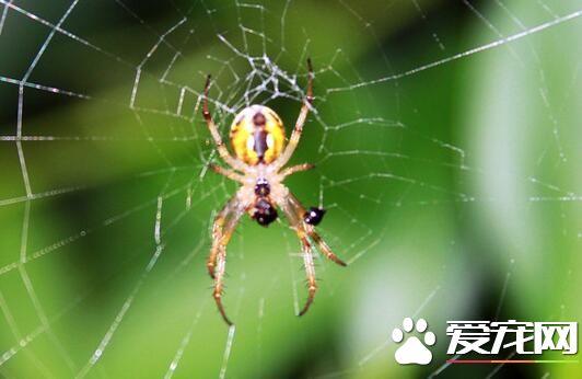 蜘蛛的天敌是什么，地球上最大的蜘蛛堪比一只小狗