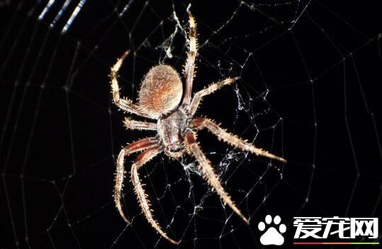 蜘蛛的天敌是什么，地球上最大的蜘蛛堪比一只小狗