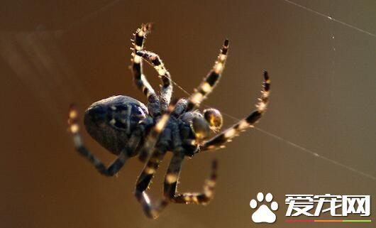 蜘蛛的天敌是什么，地球上最大的蜘蛛堪比一只小狗