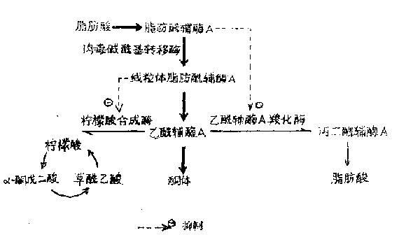 糖尿病综合征酮(糖尿病酮症的潜在并发症)