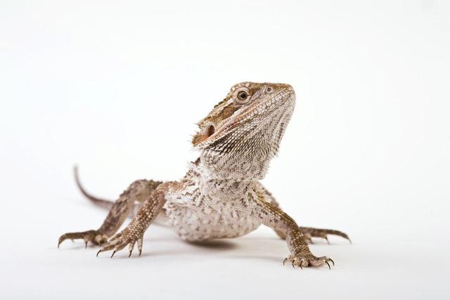 宠物蜥蜴了解一下长得可爱又能吃，最适合作为宠物的蜥蜴