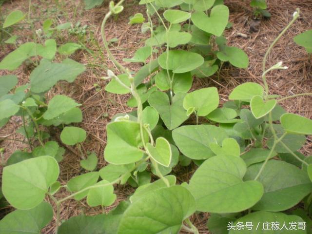 哪些野生食材治疗风湿骨痛，农村常见3物专治风湿骨痛