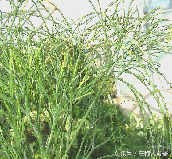 哪些野生食材治疗风湿骨痛，农村常见3物专治风湿骨痛