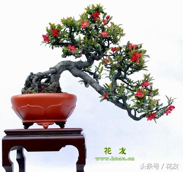 海棠花怎么修剪，盆景海棠花的修剪方法（海棠果树盆栽怎么养）