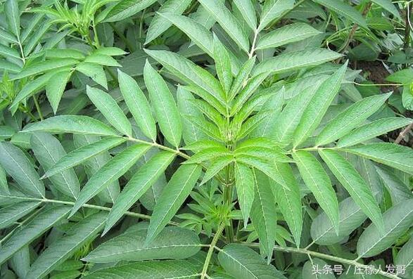 哪些野生食材治疗风湿骨痛，农村常见3物专治风湿骨痛