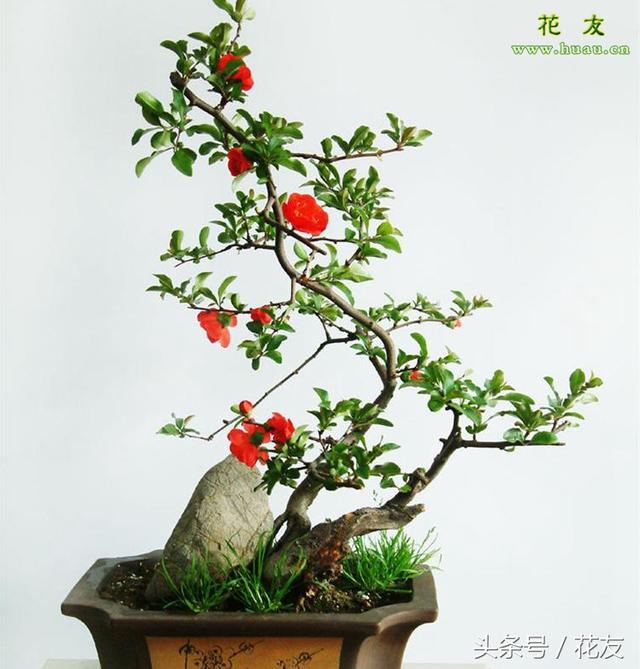 海棠花怎么修剪，盆景海棠花的修剪方法（海棠果树盆栽怎么养）