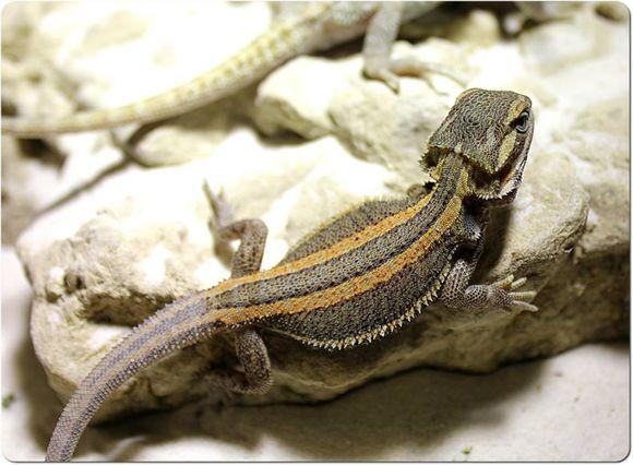 宠物蜥蜴了解一下长得可爱又能吃，最适合作为宠物的蜥蜴