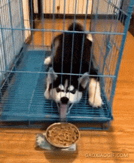 平安夜你咋不吃圣诞树呢，圣诞节最佳笑话